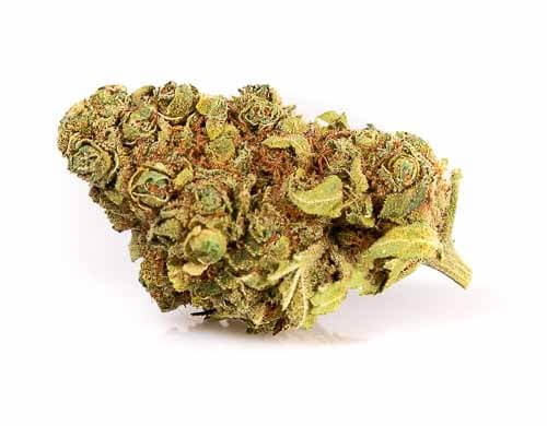 Gorilla Glue Just bob