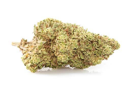 Orange skunk just bob