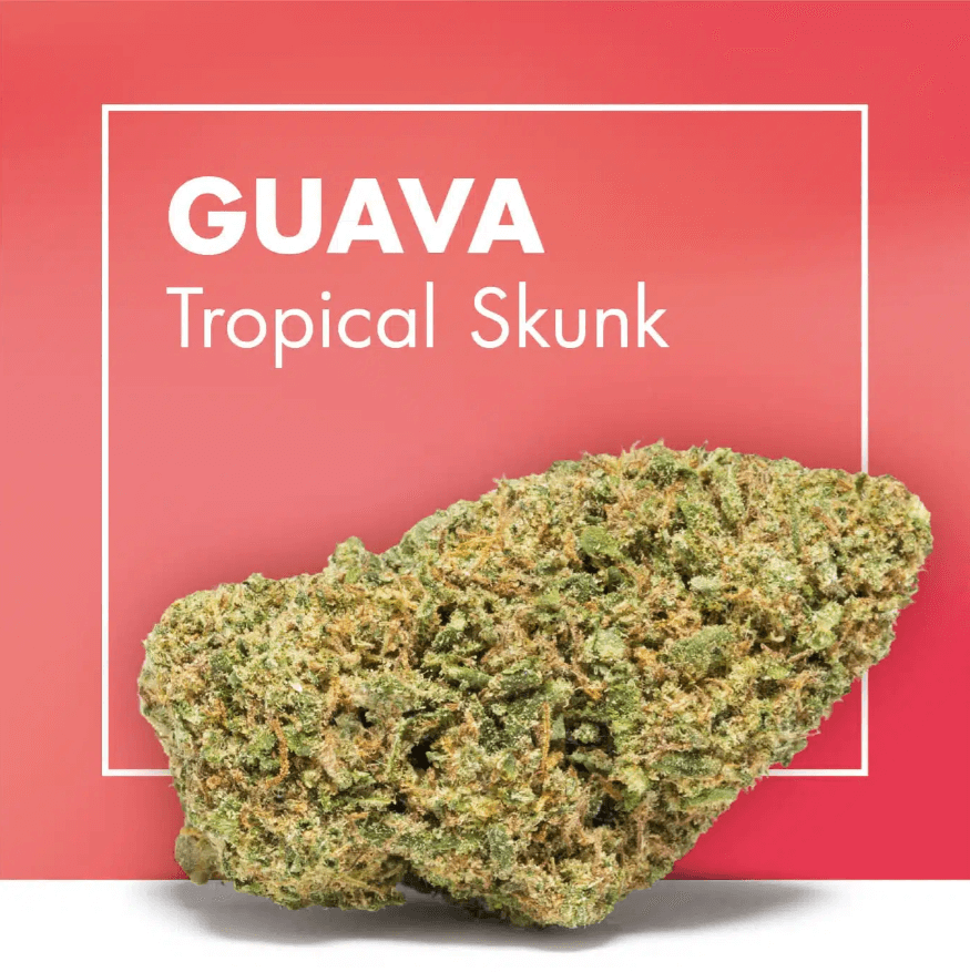 Guava Super Skunk Cannactiva