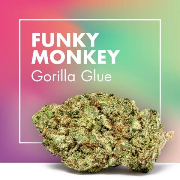 Funkey Monkey Gorilla Glue Cannactiva