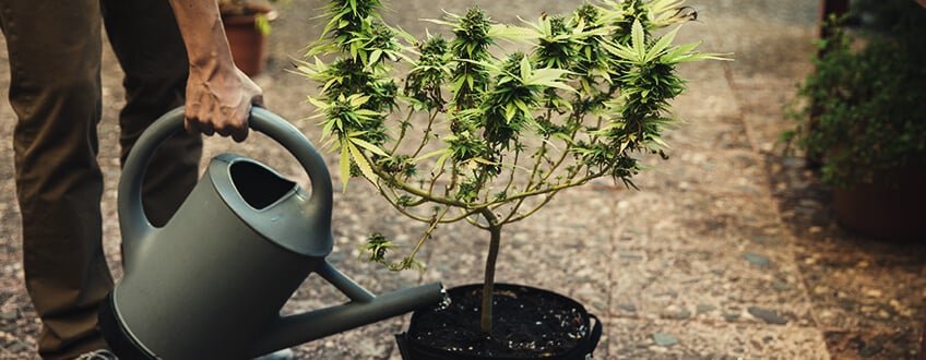 Semillas CBD Persona regando una planta de cannabis en maceta durante el cultivo