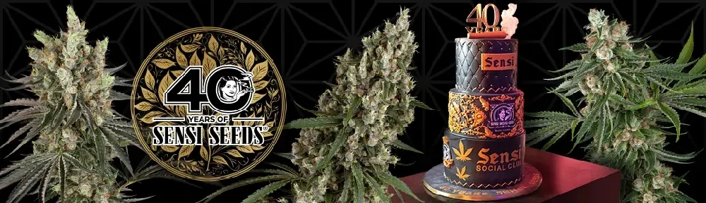 40 años de SENSI SEEDS | Edición aniversario Banner de 40 años de SENSI SEEDS con cogollos de cannabis, logo conmemorativo y tarta de aniversario