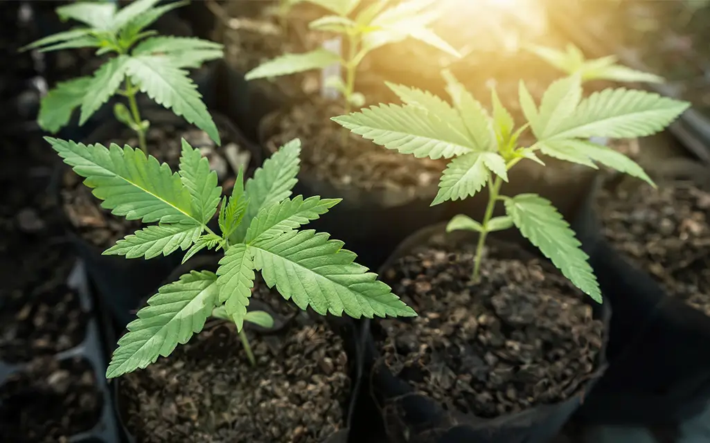 Plántulas de cannabis en crecimiento | SENSI SEEDS Plántulas de cannabis creciendo en macetas de cultivo con luz solar, fondo natural