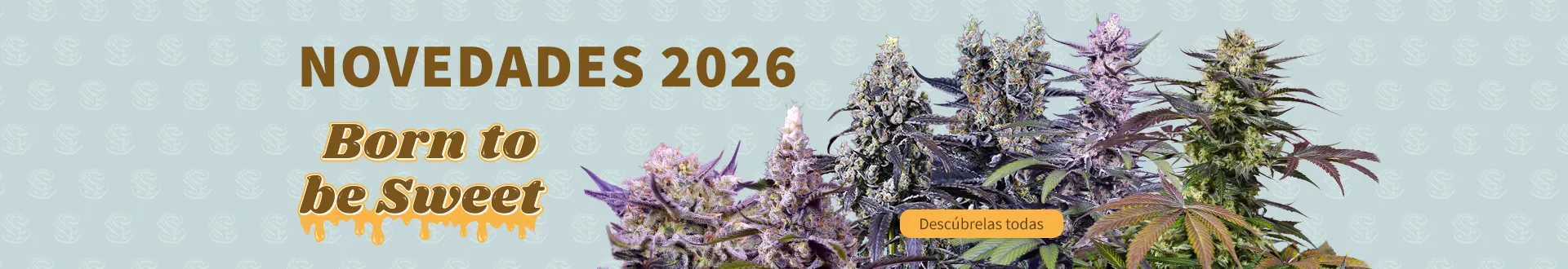 Novedades 2026 – Born to be Sweet (Sweet Seeds) Banner de Sweet Seeds “Novedades 2026” con plantas de cannabis y el lema “Born to be Sweet