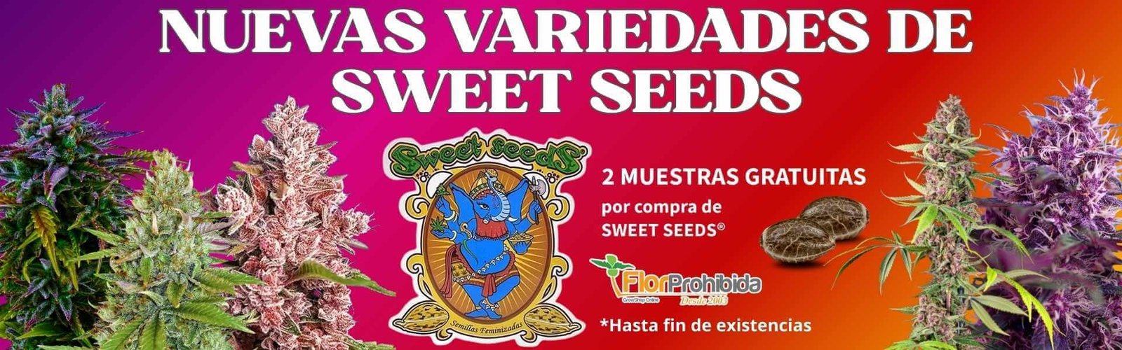 FlorProhibida Sweet Seeds Banner de nuevas variedades de Sweet Seeds con promoción de 2 muestras gratuitas por compra, con logo de FlorProhibida.