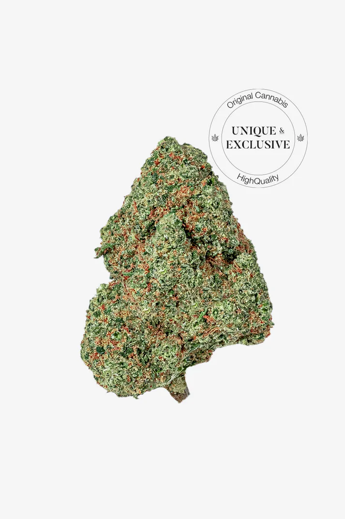 Alien Kush CBD de HighSociety Cogollo de Alien Kush CBD de HighSociety sobre fondo gris claro
