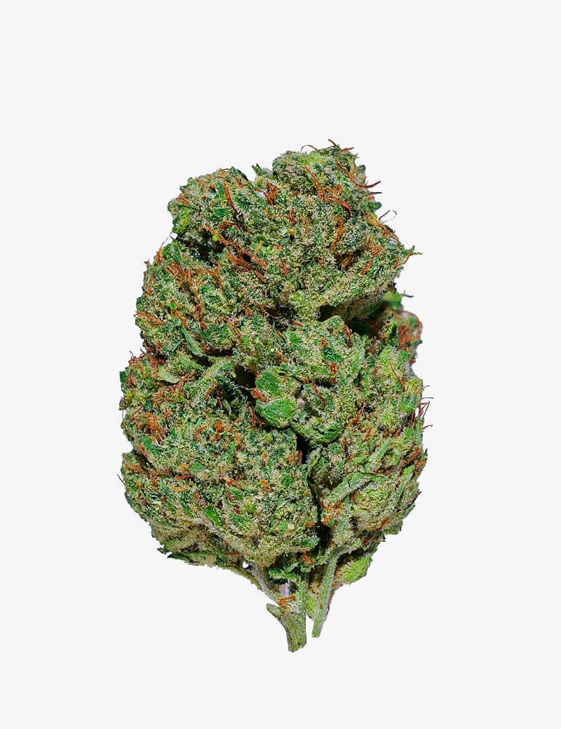 Gorilla Glue CBD Cogollo de Gorilla Glue CBD de HighSociety sobre fondo gris claro.