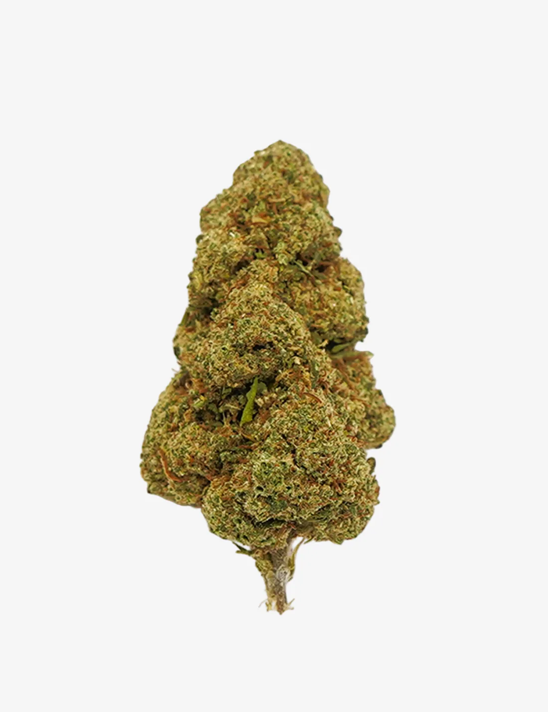 White Widow CBD de HighSociety Cogollo de White Widow CBD de HighSociety sobre fondo gris claro