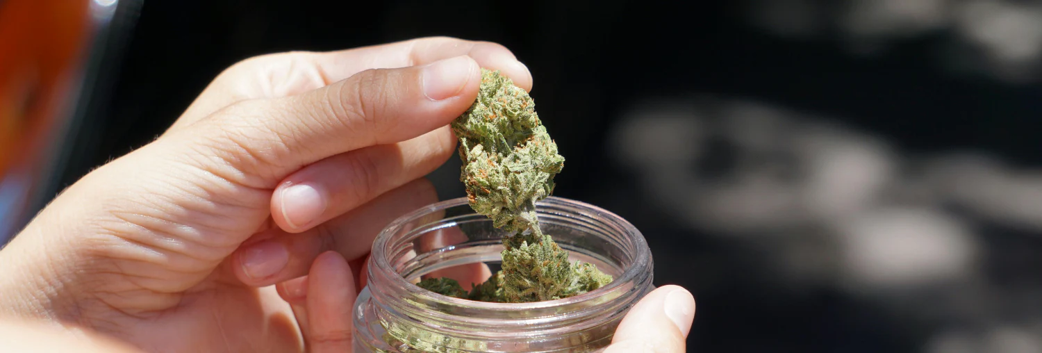 Cogollo de CBD en mano | El Mayorista CBD Mano sosteniendo un cogollo de CBD sobre un tarro de cristal abierto con flores de CBD en su interior, imagen de producto.