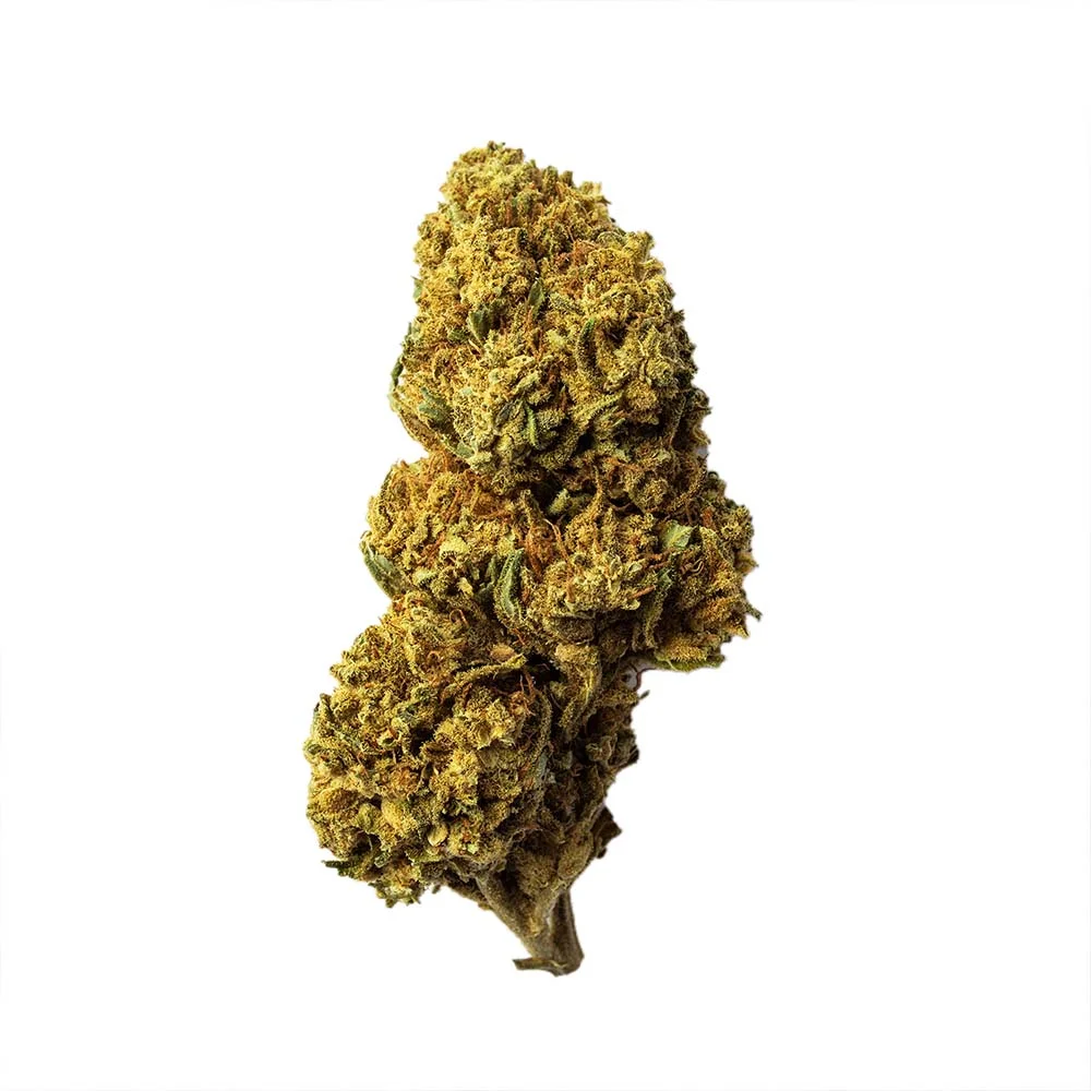 Profesor CBD LaCordobesa Atleta Cogollo de flor CBD La Cordobesa Atleta en primer plano, con tonos verdes y anaranjados, sobre fondo blanco.