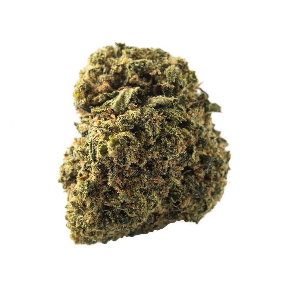 Profesor CBD La Cordobesa Amnesia Haze – Flor CBD Indoor premium Cogollo de flor CBD Amnesia Haze en primer plano, con tonos verdes y pistilos anaranjados, sobre fondo blanco.