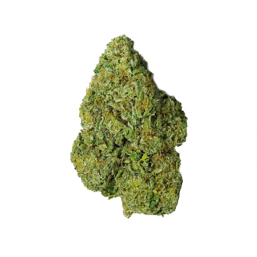 Profesor CBD La Cordobesa Navideña California Haze Primer plano de un cogollo de flor CBD verde con tonos anaranjados y tricomas, sobre fondo blanco.