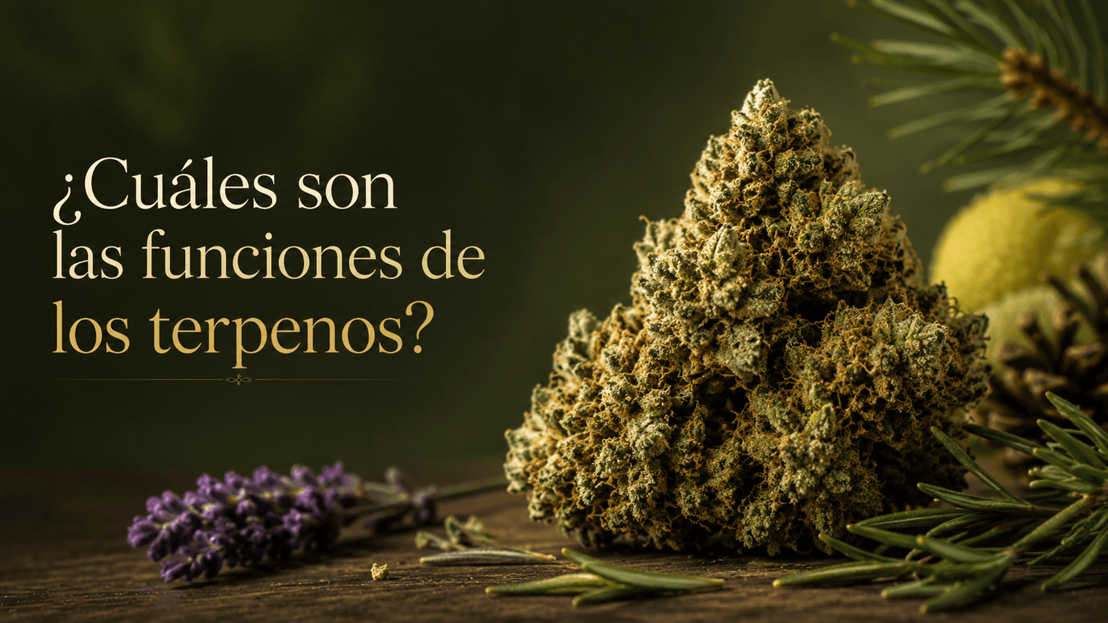 Funciones de los terpenos en las flores de CBD Cogollo de CBD acompañado de plantas aromáticas que representan distintos terpenos
