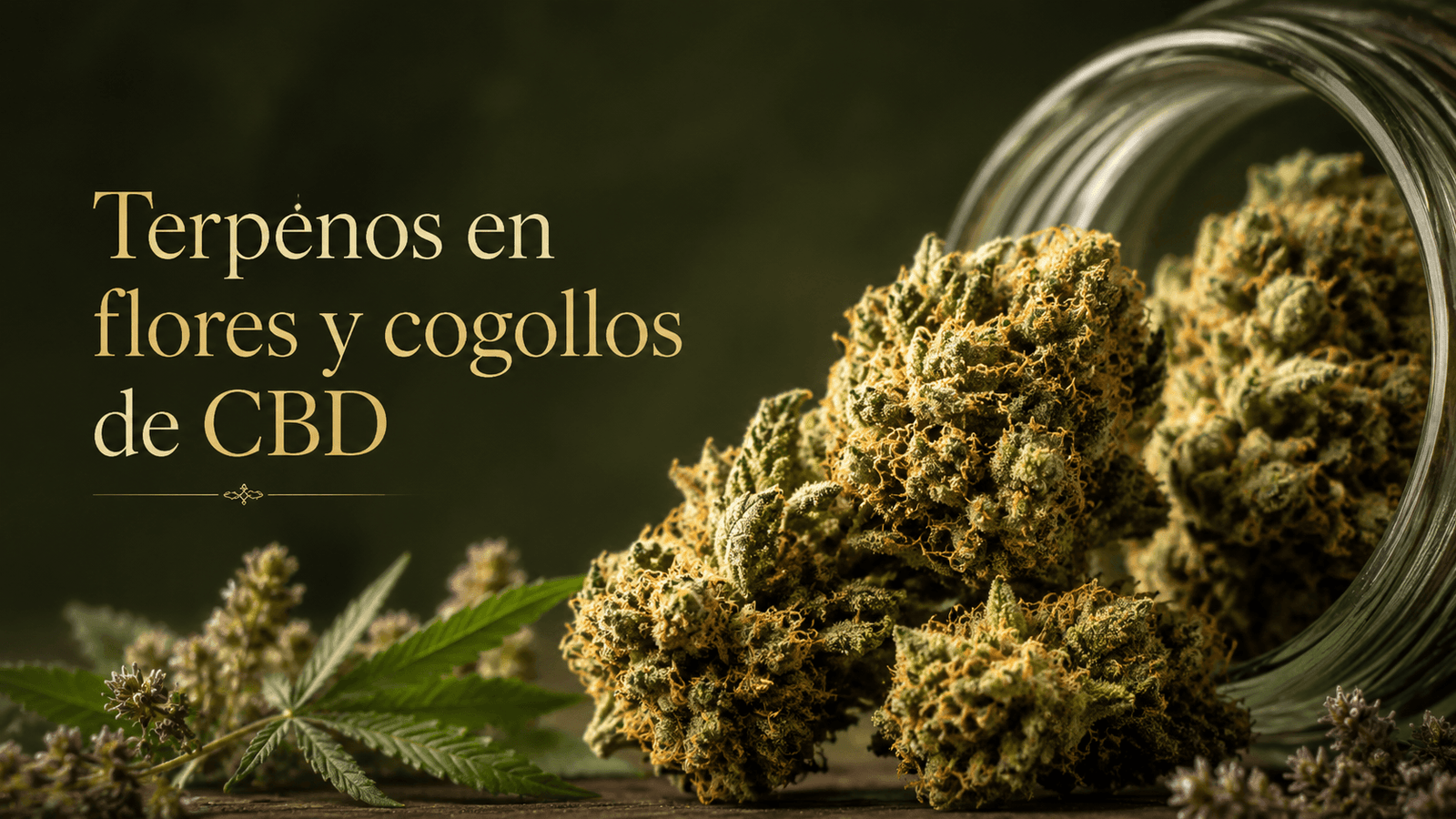 Terpenos en flores y cogollos de CBD Flores y cogollos de CBD con tricomas y perfil aromático rico en terpenos