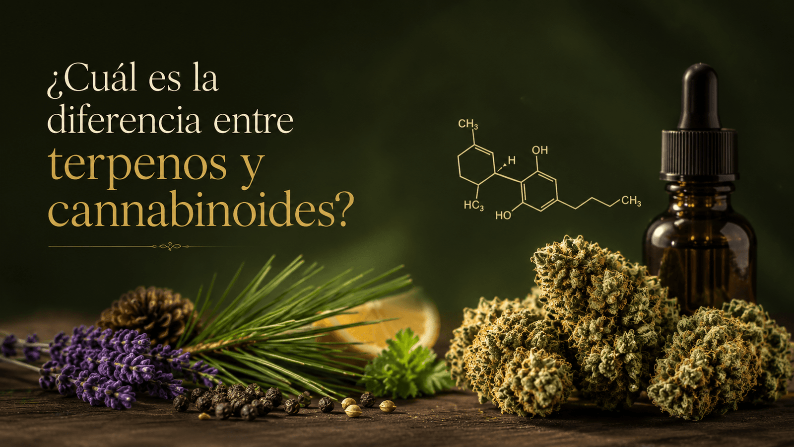 Diferencia entre terpenos y cannabinoides Comparación visual entre terpenos aromáticos y cannabinoides presentes en el cannabis